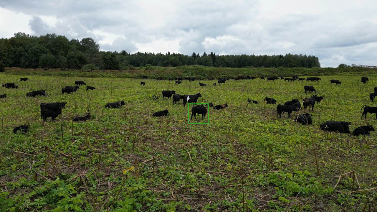 Стадо коров на пастбище — крупный план, объект в центре выделен
